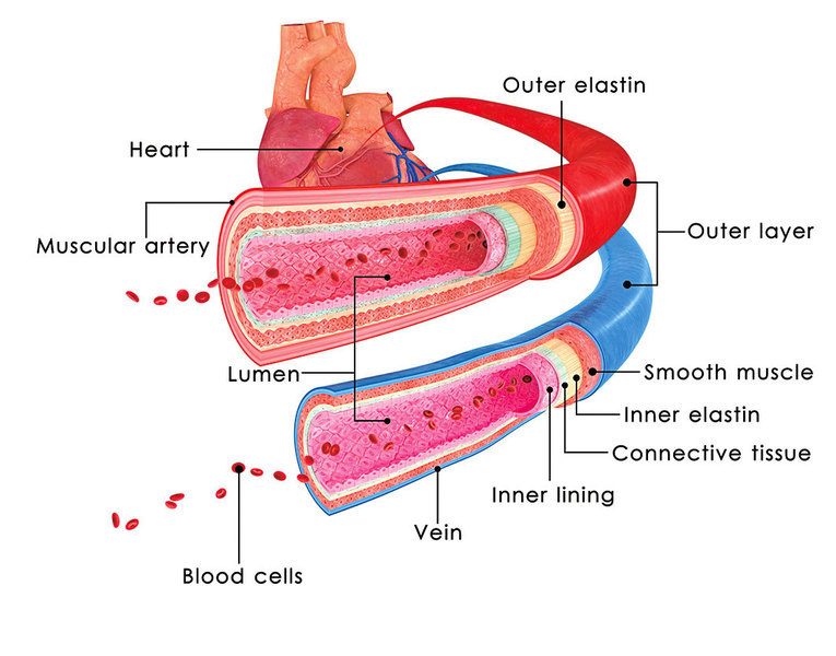 血是紅色為甚麼靜脈血管是藍色?