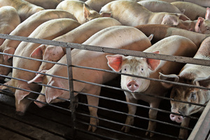 十二省市被列非洲豬瘟高危區