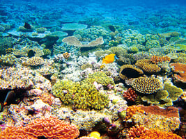 大堡礁奇景壯觀