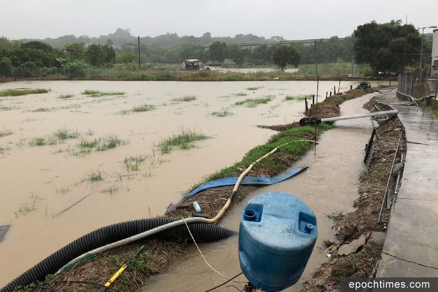 元朗新田小磡村信芯園的農田昨日在暴雨下全被水掩，至今洪水仍未退去。（梁日信提供）
