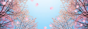 【智慧人生】穿過紛揚的櫻花雨