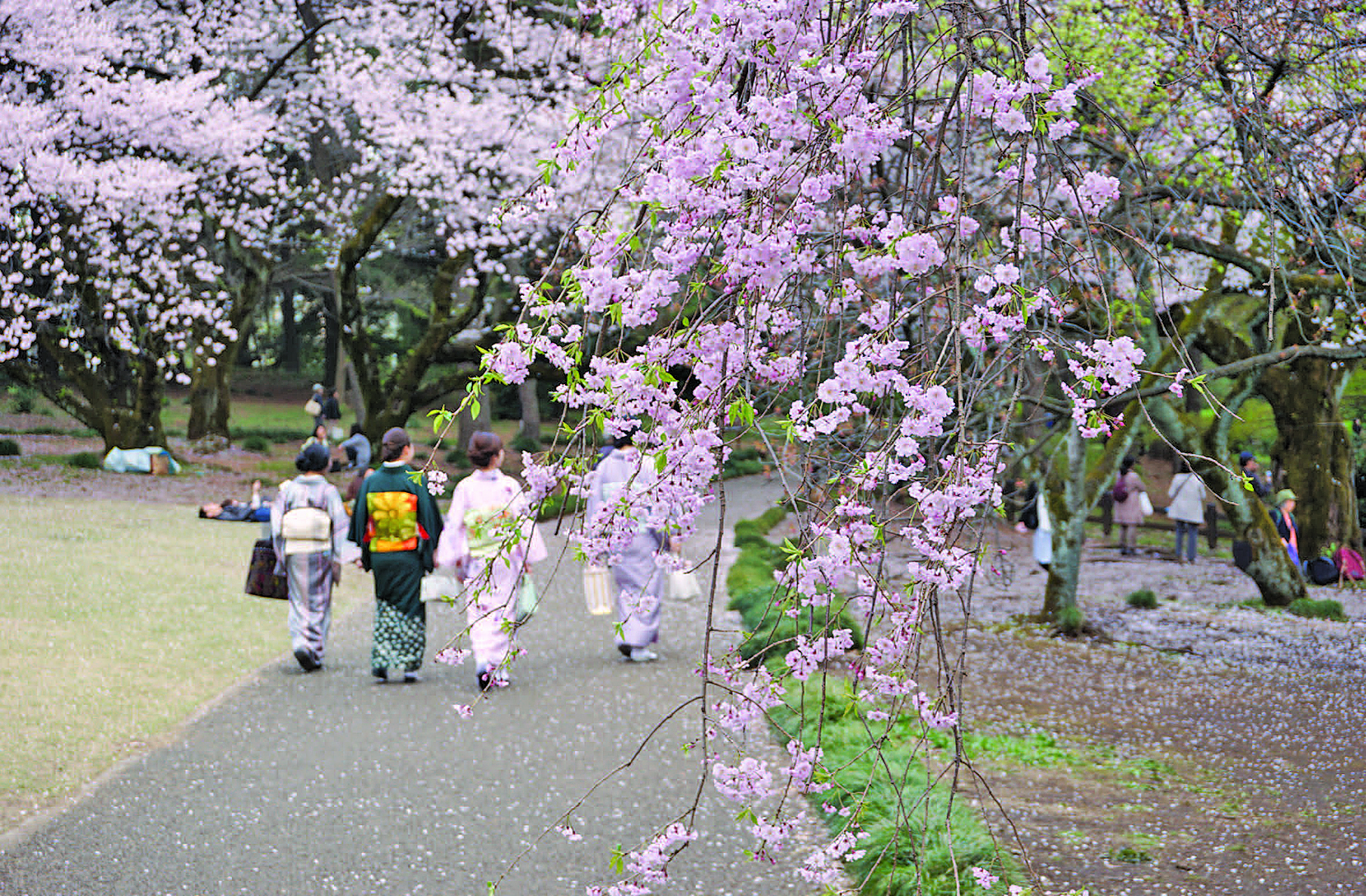 御園 和 花