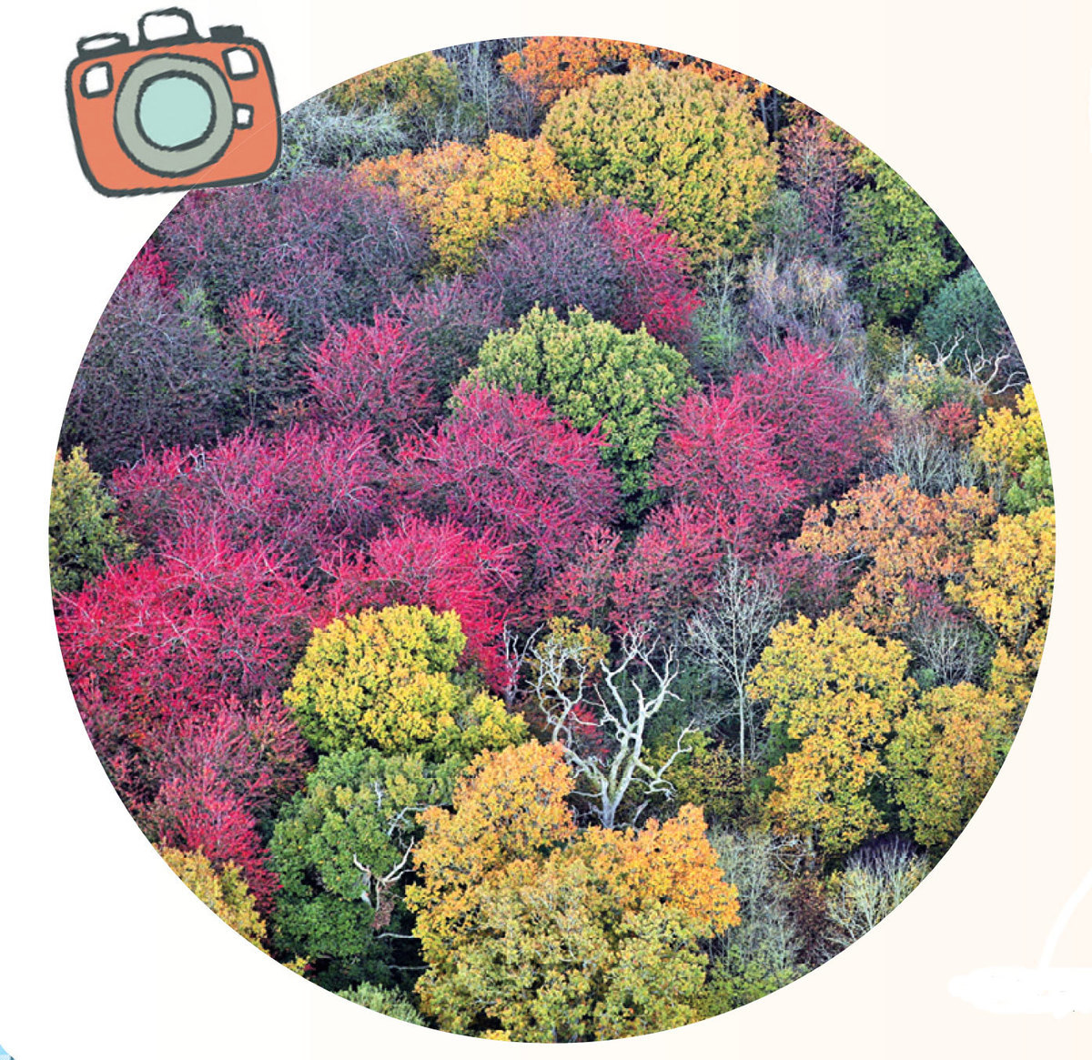 韋斯頓柏植物園秋樹色彩繽紛。