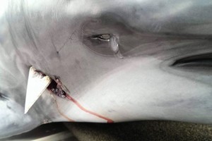 稀有海豚遭魚槍射穿喉 斷氣前「流淚」