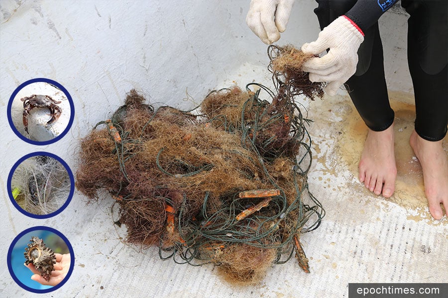 義工幫忙解救被困住的海洋生物。小圖為被「鬼網」纏住的魚、蟹、貝類，當中有不少已死亡。（陳仲明／大紀元）