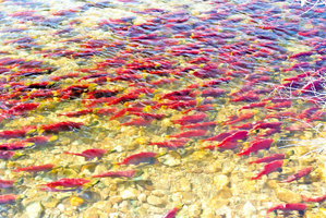 秋季最壯觀的風景 加拿大三文魚洄游