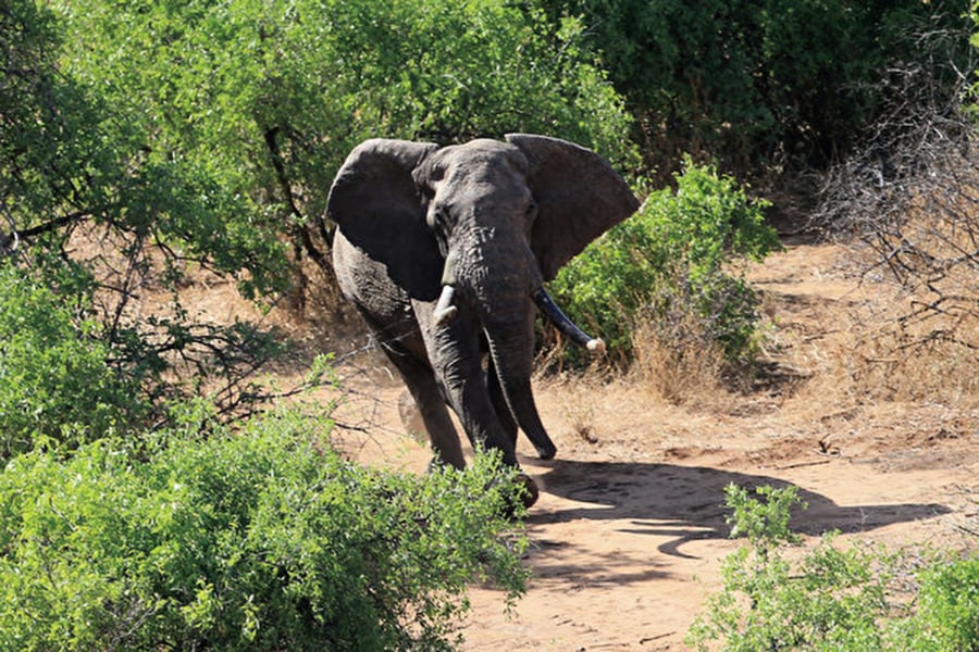 研究發現面對盜獵壓力 非洲大象出現無象牙趨勢