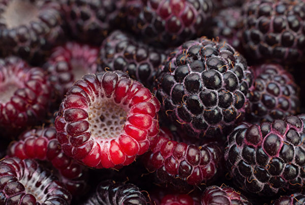 黑樹莓提取物通過改變成骨細胞和破骨細胞的激活，有效地抑制了骨質疏鬆症。（Shutterstock）