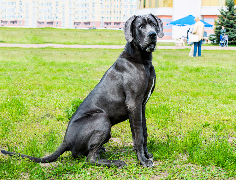 健力士紀錄世界最高狗狗去世 站高超2米