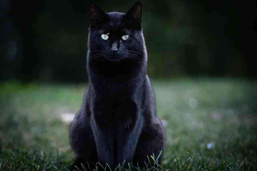 美國科學家的寵物猫再協助發現新病毒