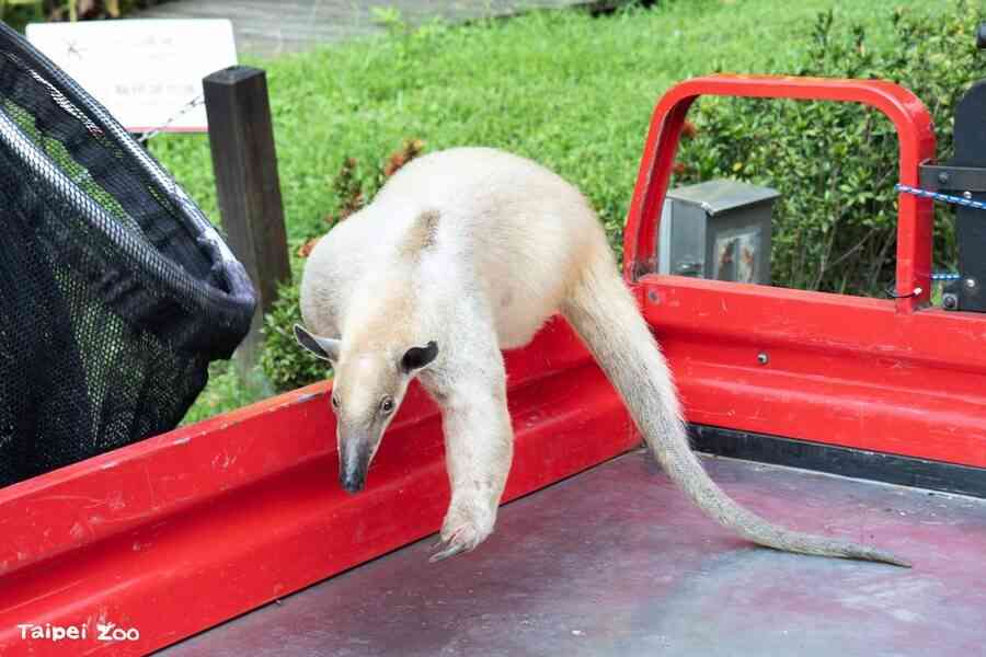 台北動物園小食蟻獸失蹤7天被尋獲 紅到國外