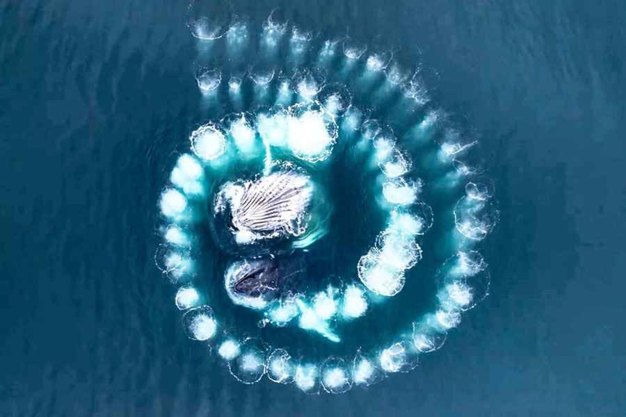 罕見畫面 座頭鯨吹出「完美螺旋狀氣泡」捕食