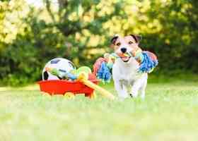 小狗能看到哪幾種顏色？視力如何？