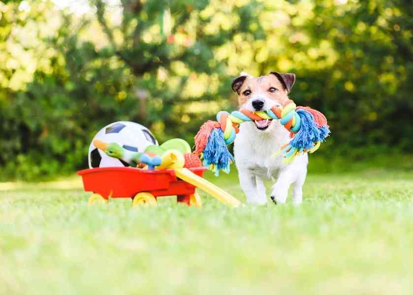 小狗能看到哪幾種顏色？視力如何？