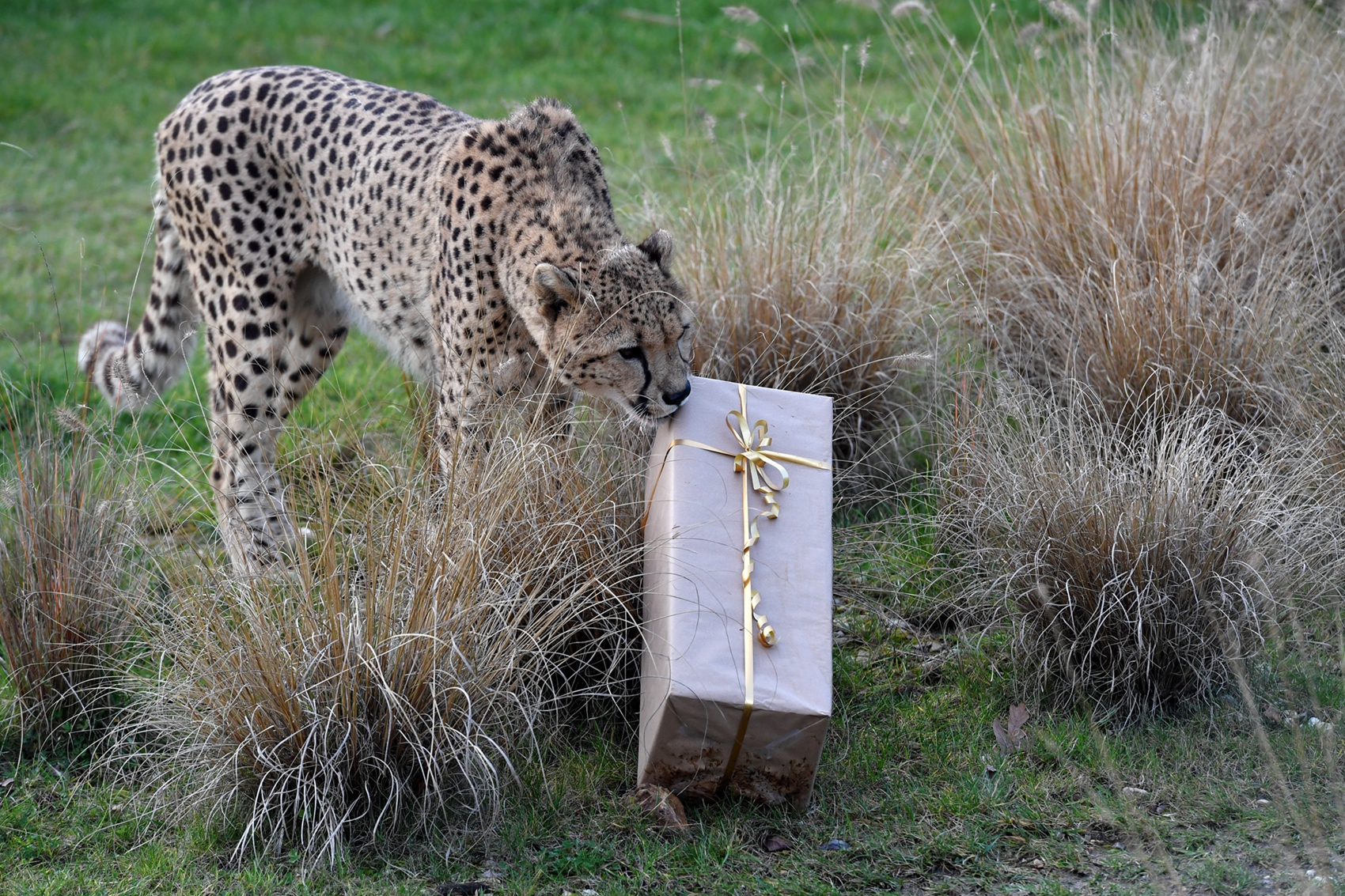 2024年12月23日,法國拉弗萊什動物園(La Fleche Zoo),一隻獵豹發現了飼養員送給它的聖誕大禮盒。(Jean-François Monier/AFP via Getty Images)