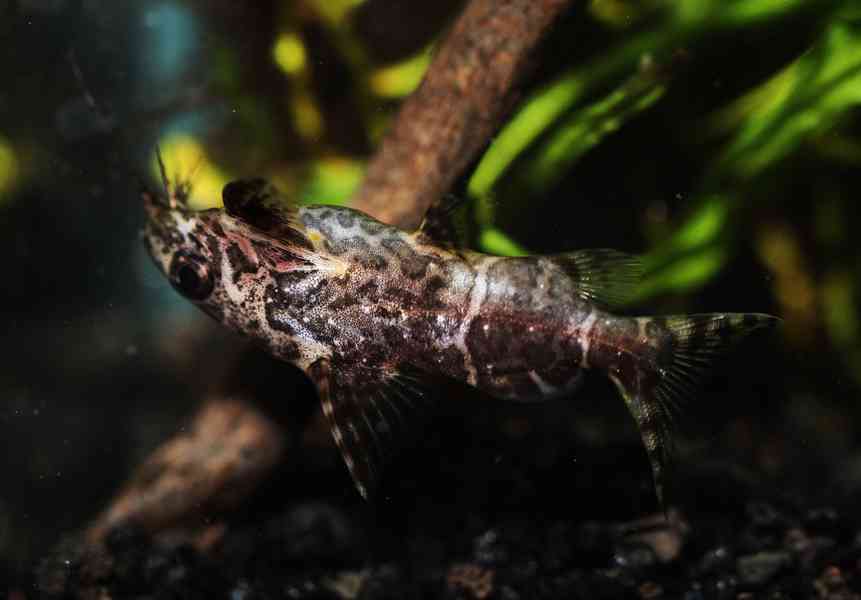 非洲「倒立怪魚」翻肚游泳成水族界奇觀