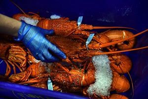 港府官員稱澳洲龍蝦涉「國家安全」問題 打臉中共