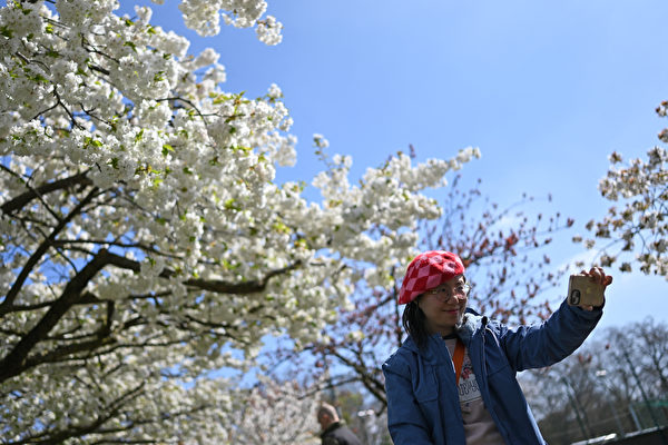 2023年4月9日，英國倫敦巴特西公園（Battersea Park），一名遊客與櫻花合照。（Justin Tallis/AFP）
