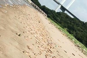 東莞海灘驚現上萬豬腳和內臟 遍佈海岸線