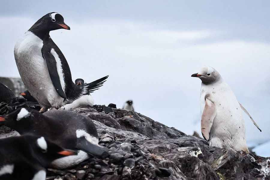 概率僅兩萬分之一 罕見白色企鵝現蹤南極