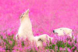 【圖輯】北極熊在夏日花叢中嬉戲 畫面罕見