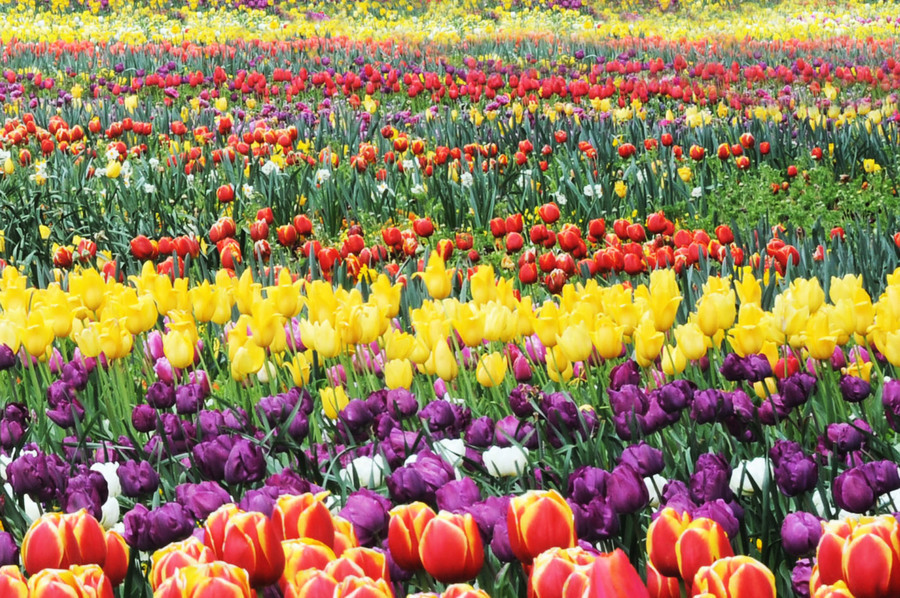 坎培拉花節將於春季開幕 重返聯邦公園