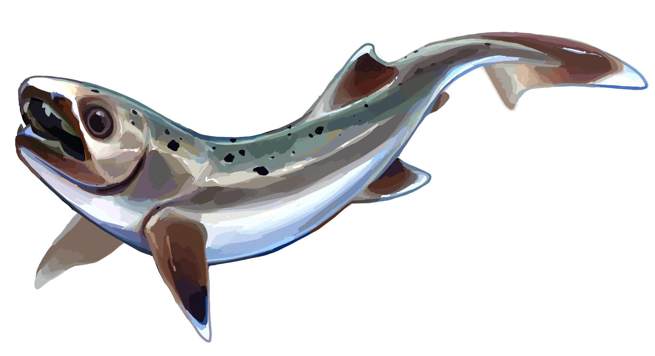 戈戈魚的復原圖。（Entelognathus/Wikimedia Commons）