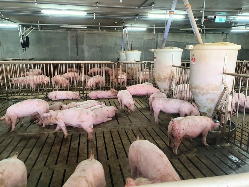 生產商因瘟疫關閉工廠 大陸豬肉供應雪上加霜