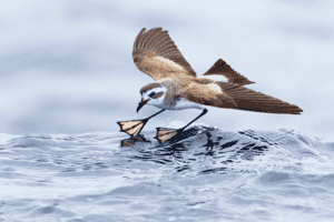 【圖輯】2022澳洲鳥類攝影大賽獲獎作品