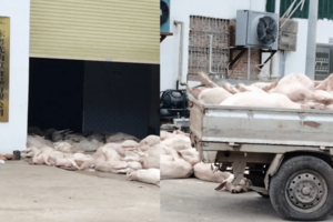 廣東肉品公司現大量死豬 引恐慌