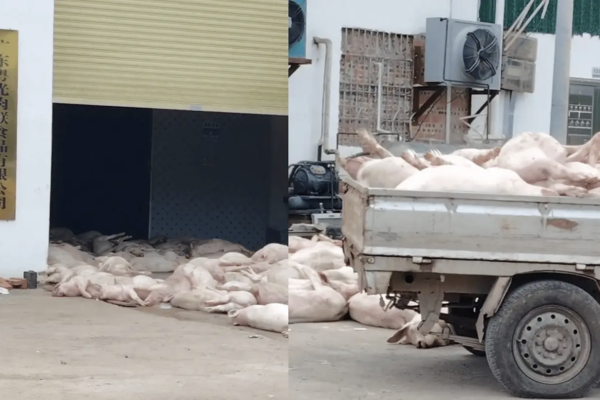 廣東肉品公司現大量死豬 引恐慌