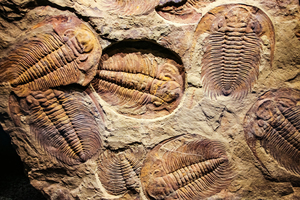 新研究：5.4億年前的三葉蟲用腿呼吸