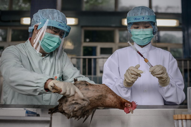 圖為衛生人員檢測雞隻。（Philippe Lopez/AFP）