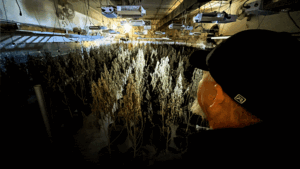 美奧克拉荷馬州逾85%非法種植場與中國犯罪團夥有關聯