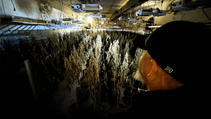 美奧克拉荷馬州逾85%非法種植場與中國犯罪團夥有關聯