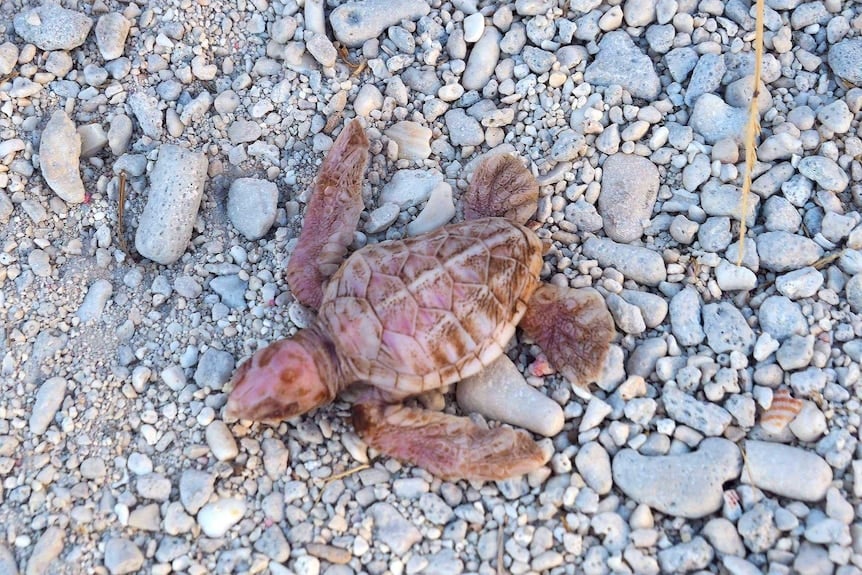 澳洲海灘近期發現一隻稀有的白化海龜幼崽，由於體表色素沉著不足，這隻海龜呈現罕見的粉紅色。（Jodi Carlton提供）