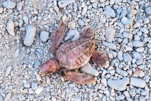 通體呈玫瑰粉 澳洲海灘現罕見白化小海龜