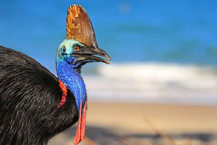 世上最危險鳥類！澳洲鶴鴕「食火雞」面臨滅絕危機