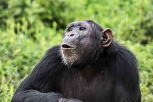 被關實驗室多年 美29歲黑猩猩首次看到天空