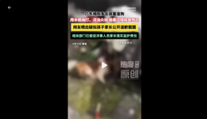 廣東少年殘忍虐狗引爆輿論 多地串連聲援