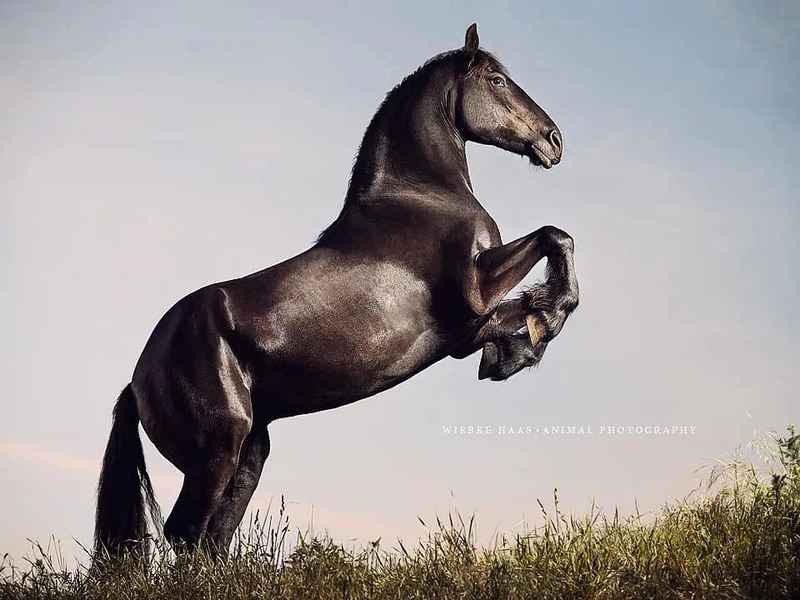 【圖輯】攝影師用鏡頭展現高貴典雅的駿馬