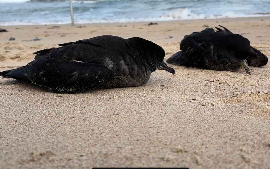 遷徙候鳥大量死亡後被衝上澳洲東岸海灘