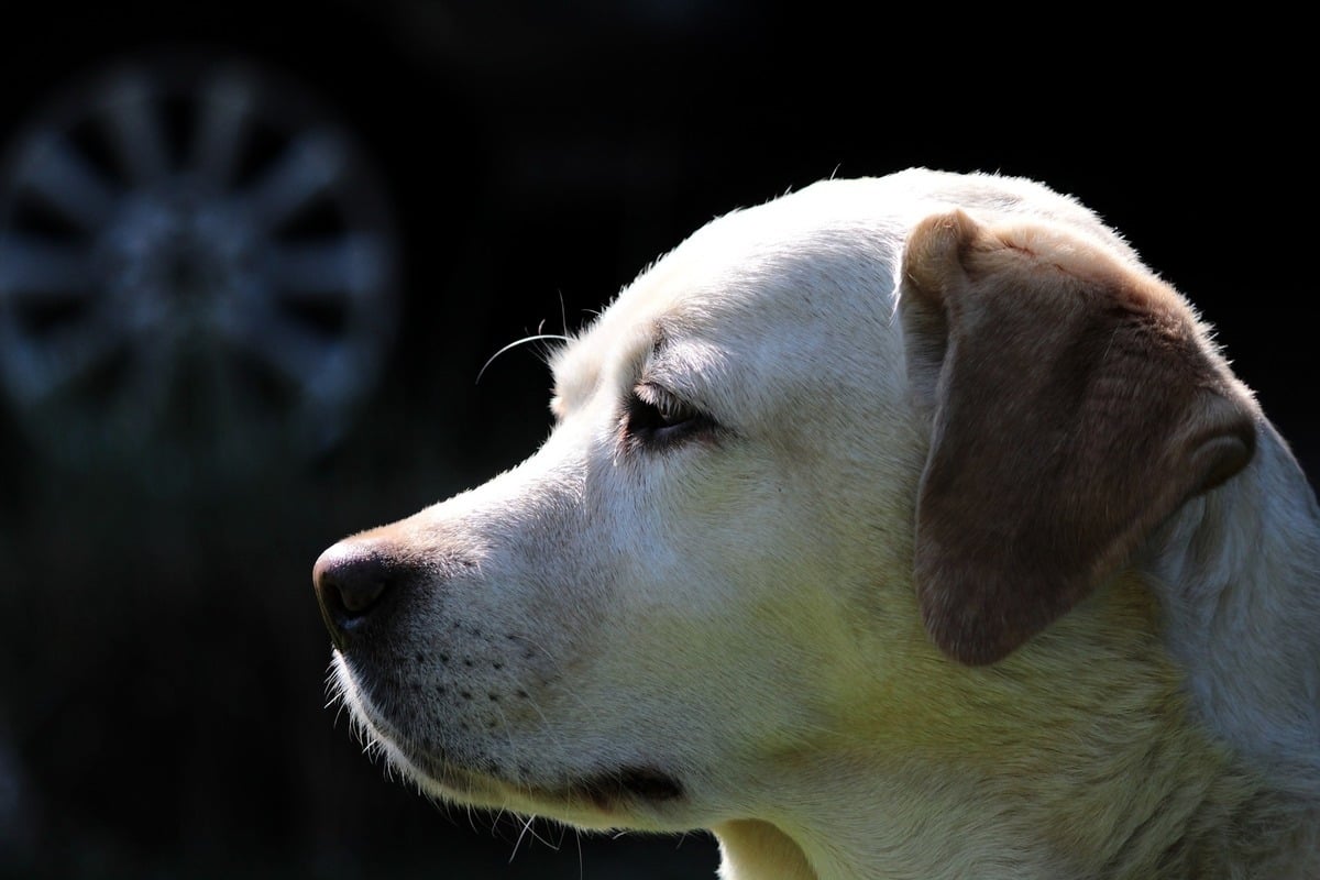 泰國朱拉隆功大學研究小組日前成功訓練了六隻拉布拉多嗅探犬，可以憑藉氣味嗅出中共病毒（新冠病毒）無症狀感染者，其準確率接近95%。此為拉布拉多犬示意圖。（Pixabay）