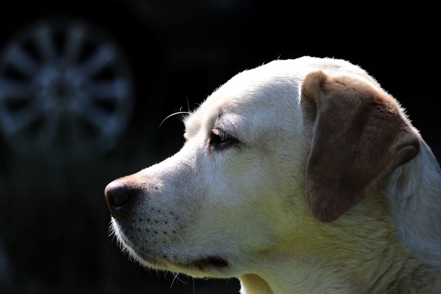 【影片】準確率95% 泰國靈犬能嗅出無症狀染疫者