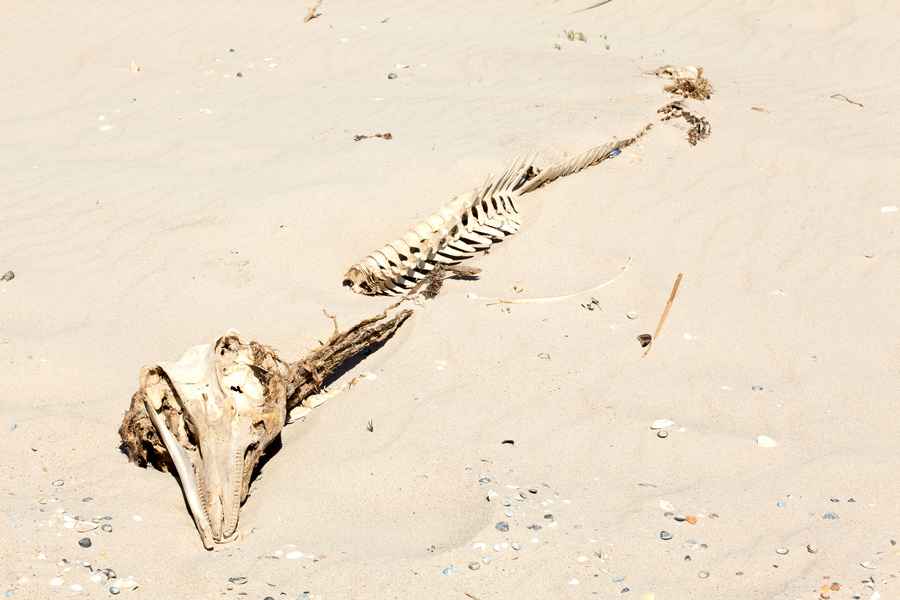英國男子在後院挖出海豚骨骸 有8000年歷史