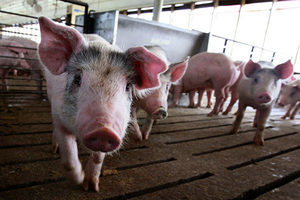 非洲豬瘟猖獗 中國大量購買美國豬肉