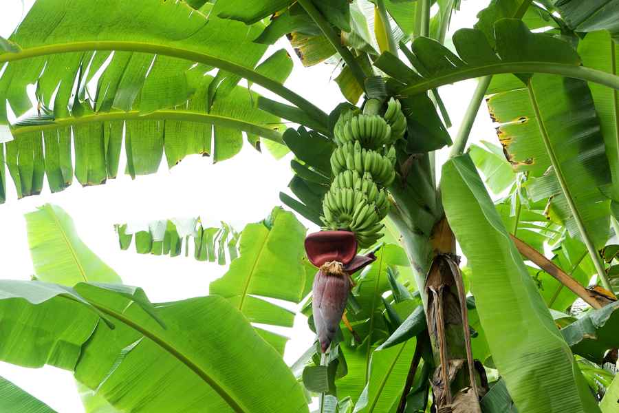 日本男子在安全島種香蕉 兩年後蕉樹遭移除