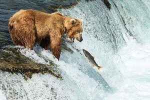 洄游三文魚跳到空中 阿拉斯加棕熊大快朵頤