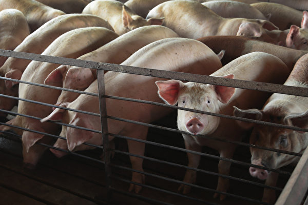 中共24日仍然聲稱，非洲豬瘟疫情「總體可控」，結果就在同一天的24日，福建省南平市延平區發生非洲豬瘟疫情。 （ Scott Olson/Getty Images）