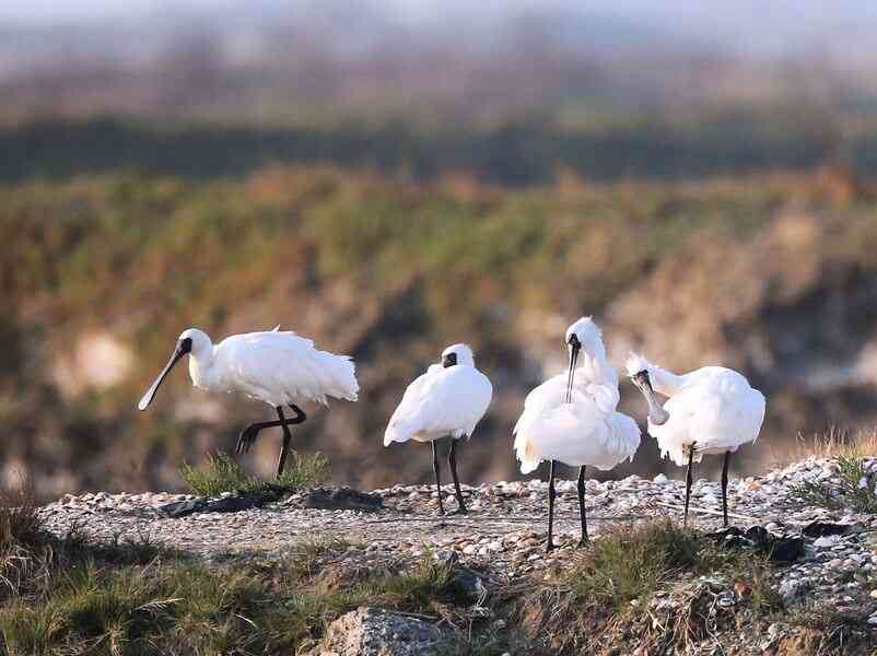小雪節氣天氣上升地氣下降 不要掉以輕心